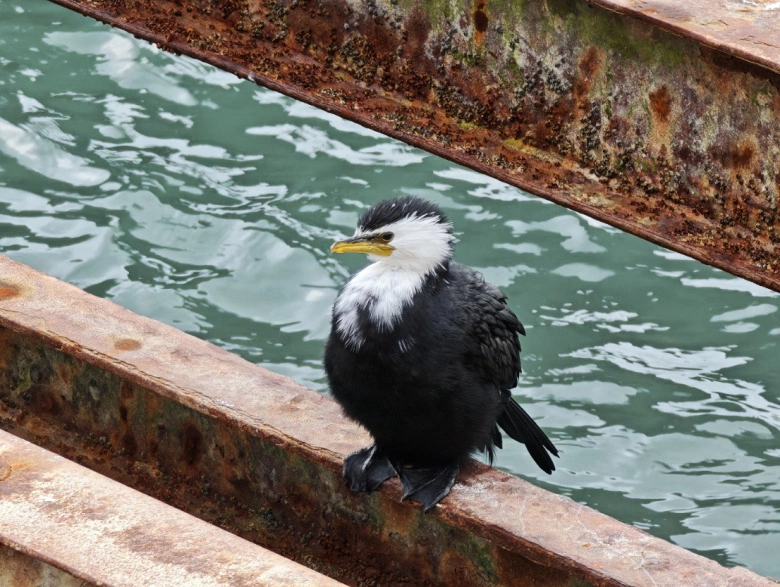 Product Page Review Image