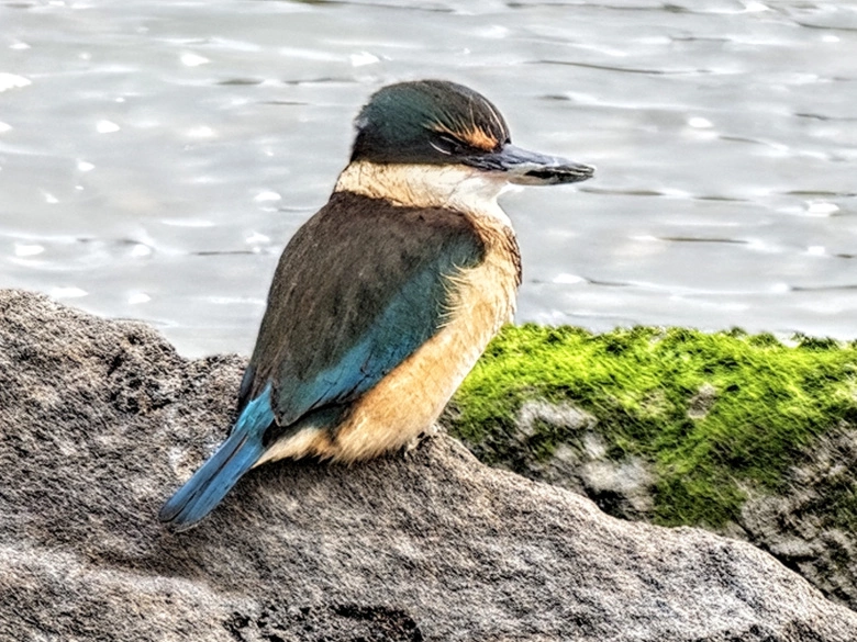 Product Page Review Image