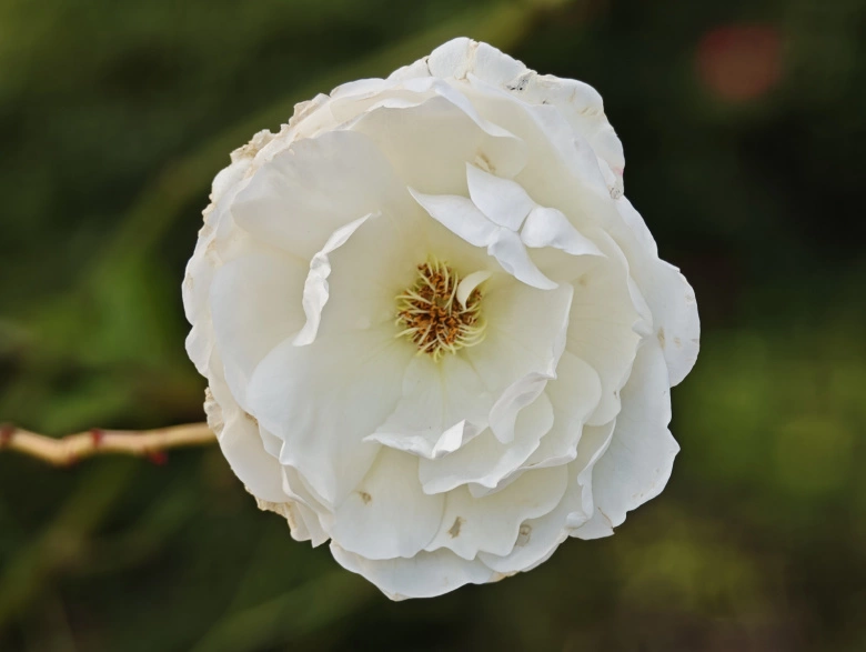 Product Page Review Image