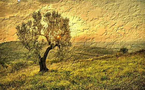 Product Page Review Image