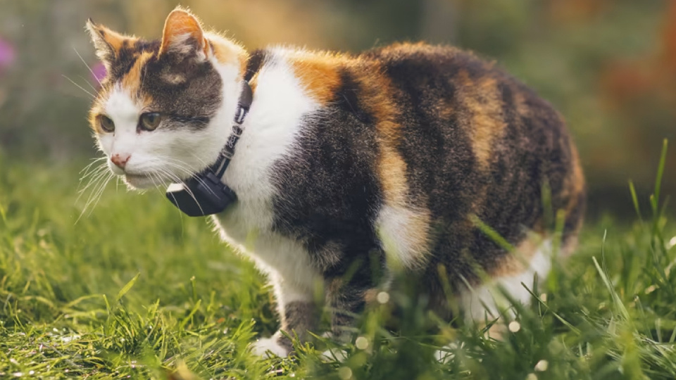 Picture of pet GPS tracker.