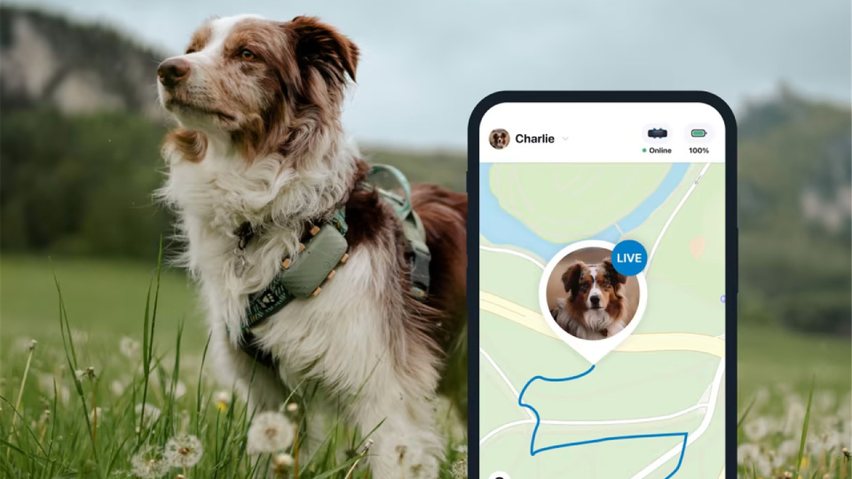 Picture of pet GPS tracker.