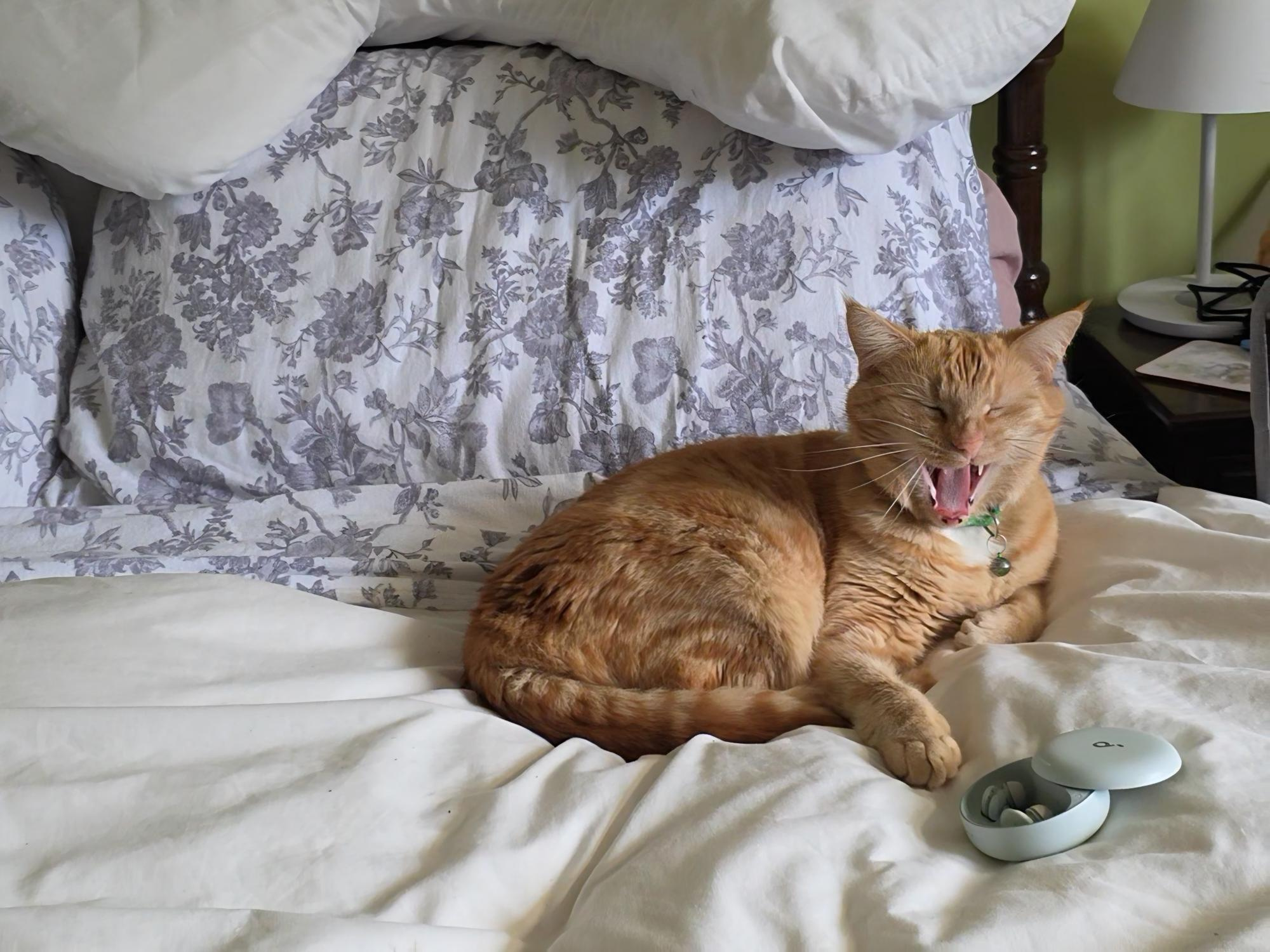 Soundcore Sleep A30 and a cat