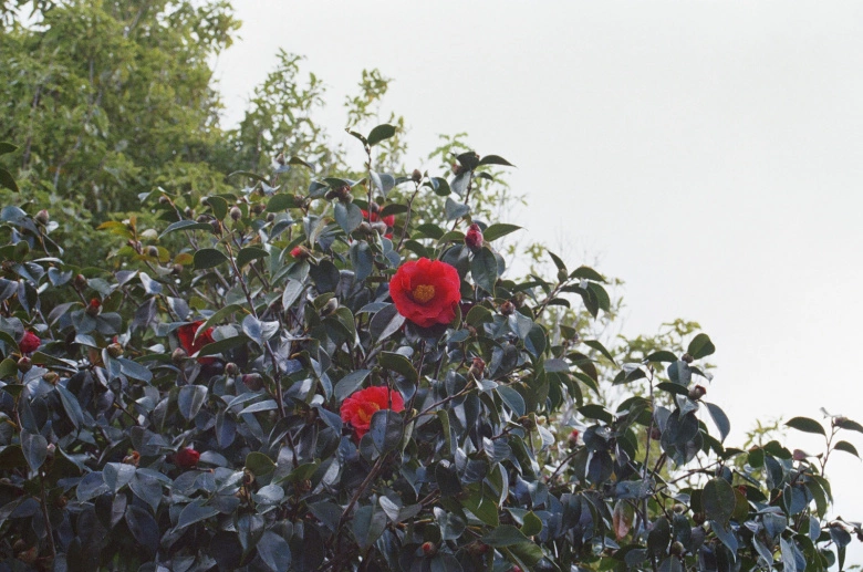 Product Page Review Image