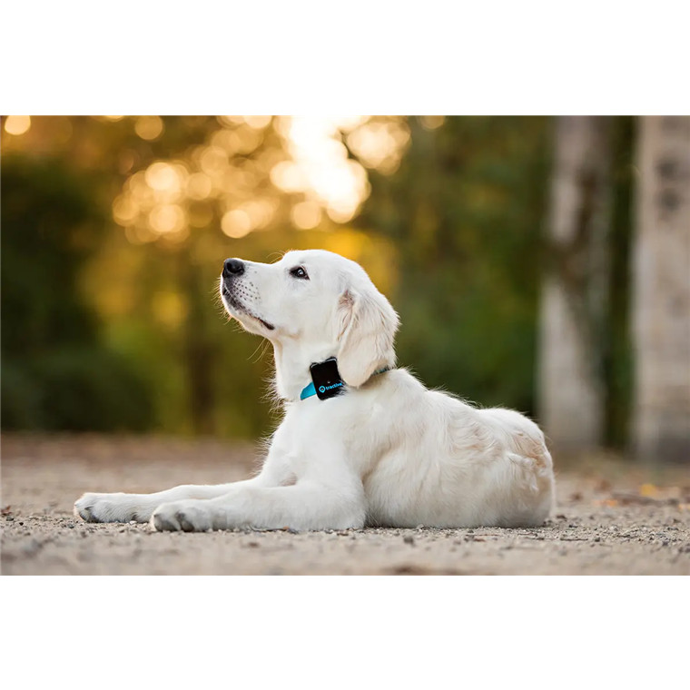 internal gps tracker for dogs
